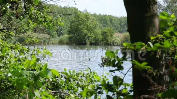 内河三角洲河流湖泊中的河漫滩森林和低地利托维尔斯克的保护景观区视频的预览图