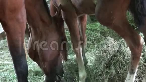 吃马的视频的预览图