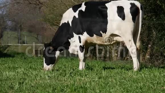 黑白牛在草地上吃草视频的预览图