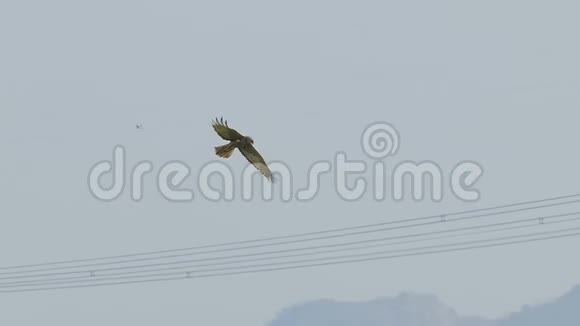 鹰在空中飞过田野视频的预览图