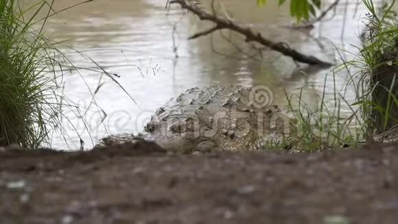 大型奥里诺科鳄鱼维西拉雷公园哥伦比亚视频的预览图