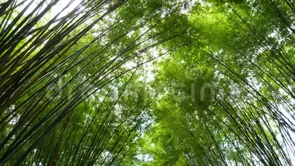 风景优美的大自然绿色竹林隧道视频的预览图