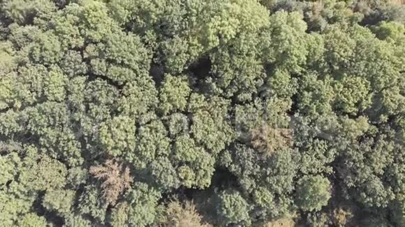 树木森林草地和灌丛的景观视频的预览图