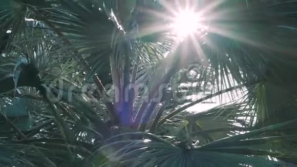 阳光穿过棕榈树的树枝透镜耀斑视频的预览图