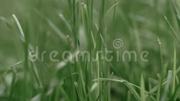 温暖的夏日阳光透过野草的田野照耀视频的预览图