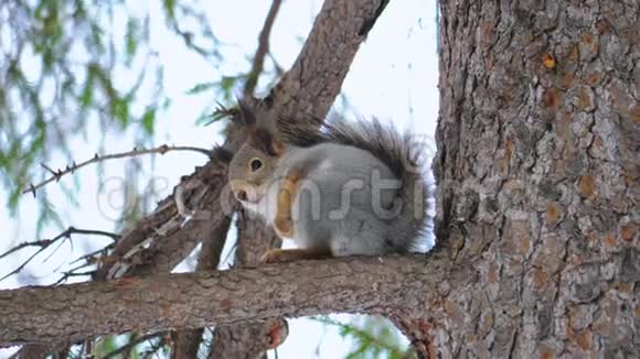 小可爱的松鼠坐在自然公园的松枝上视频的预览图