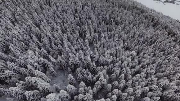 白雪覆盖的松树覆盖着霜林美丽的冬季景观视频的预览图