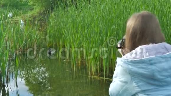 摄影女孩正在河边用专业照相机拍摄一只天鹅和野鸭的照片视频的预览图