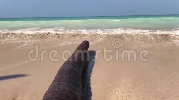 泰国海滩海浪撞击棕榈树树干视频的预览图