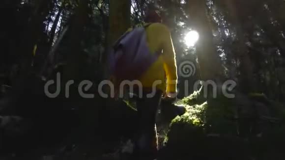 一位积极健康的时髦女摄影师手里拿着相机穿过森林步行后景视频的预览图
