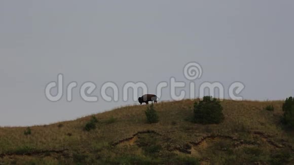 山顶上孤独的野牛视频的预览图