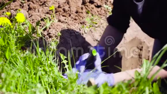 草地科学家生态学家采集土壤样本视频的预览图