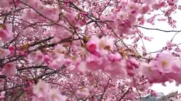 春天的樱花带着粉红色的花朵风和树枝视频的预览图