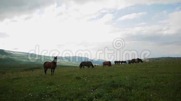 一群马在山上放牧视频的预览图