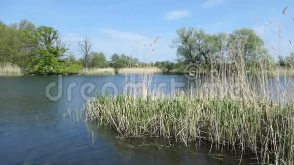 春季的哈维尔河景观岸边的柳树德国哈维尔兰地区视频的预览图