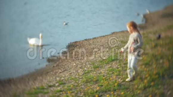 一个小女孩在湖上喂天鹅和鸭子冬天喂鸟视频的预览图