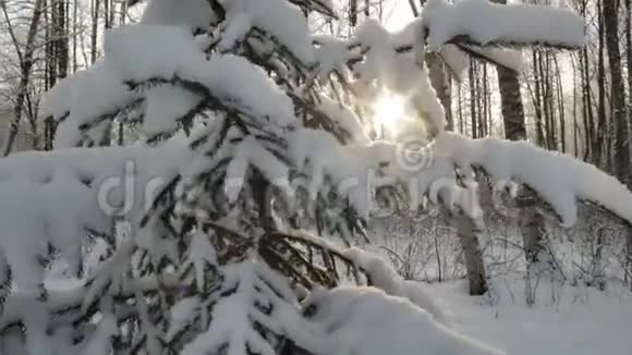 阳光透过白雪覆盖的松枝照耀镜头耀斑动作平稳冬季背景视频的预览图
