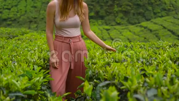 一名年轻女子参观高地茶园的慢镜头新鲜茶的概念视频的预览图