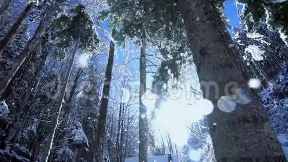 森林雪冬天太阳耀光视频的预览图