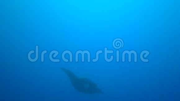 曼塔雷曼塔比罗斯特里斯黑曼塔来自Revillagigedo群岛的索科罗岛潜水员视频的预览图