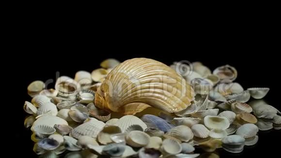 一个大贝壳躺在小贝壳上视频的预览图