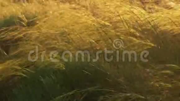 羽毛草在风的背光下移动视频的预览图