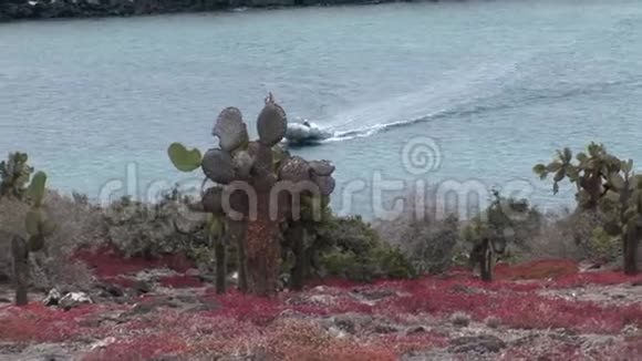 加拉帕戈斯群岛仙人掌植物背景上的橡胶摩托艇视频的预览图
