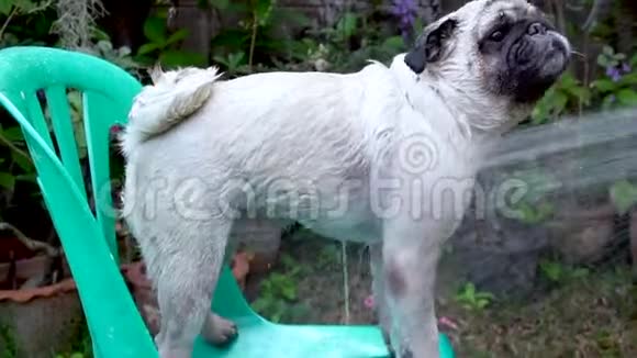 可爱的小狗在户外洗洗发水洗澡视频的预览图