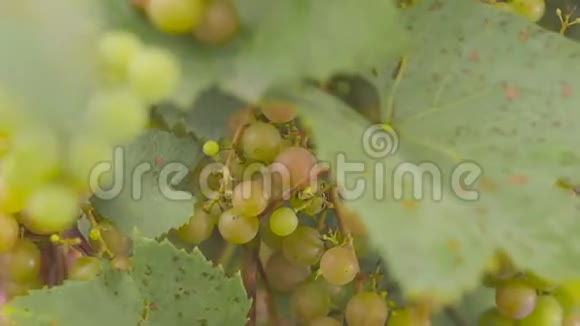 人在葡萄园里切葡萄的手视频的预览图