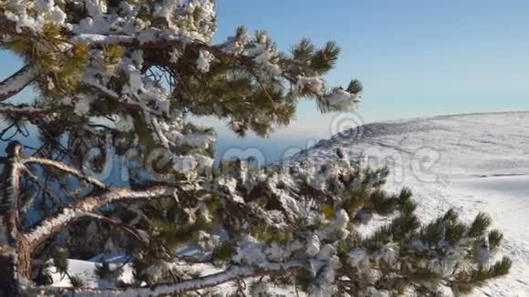 松枝融雪视频的预览图