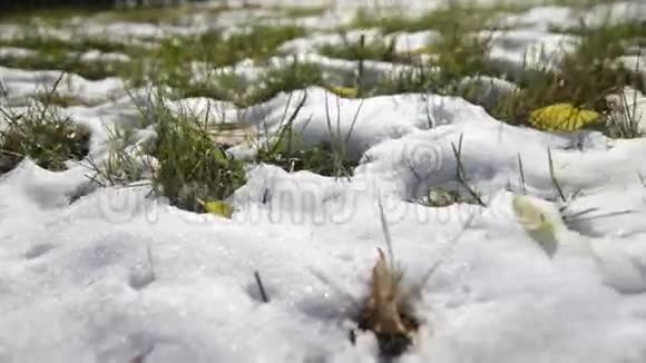 绿草上的第一场雪视频的预览图