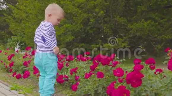 小男孩在玫瑰丛附近玩玫瑰4k视频的预览图