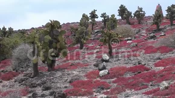瓜纳在加拉帕戈斯群岛的仙人掌中行走视频的预览图