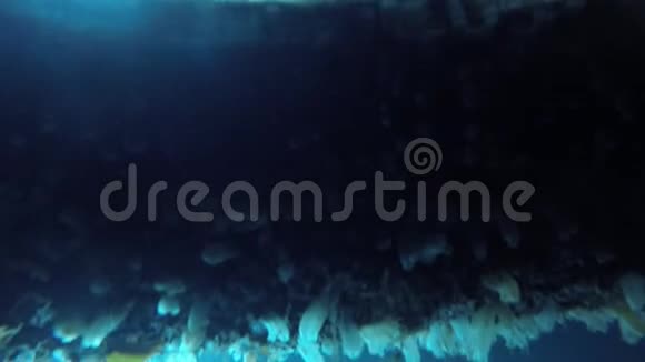 水下藻类和有机体视频的预览图