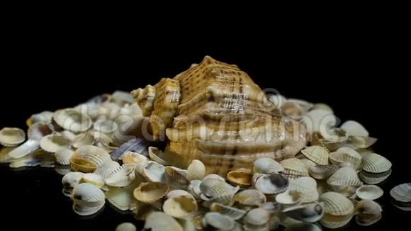 一堆小贝壳上的大贝壳视频的预览图