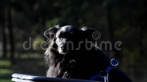 德国柏林威丁人民公园里的黑狗视频的预览图