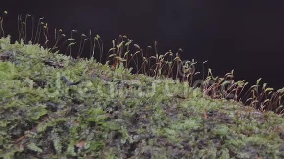热带雨林中的苔藓视频的预览图