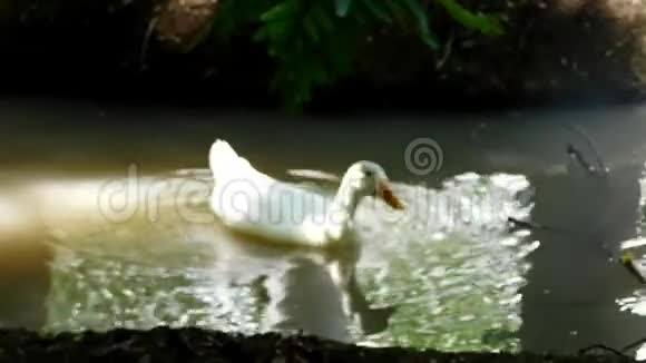 鸭子在河上游泳视频的预览图