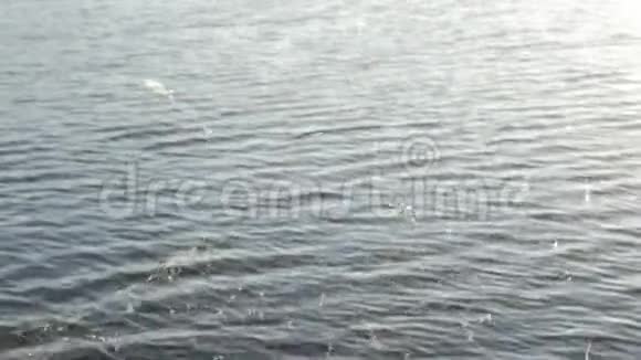 蜘蛛网在水背景夏季视频视频的预览图