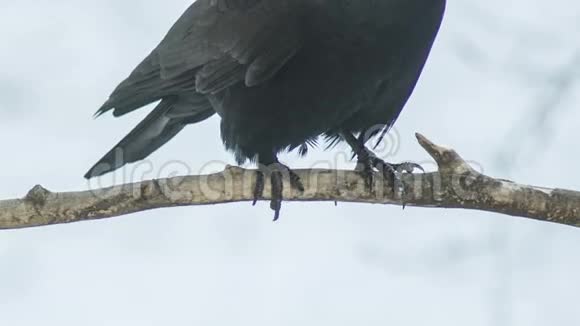 乌鸦的爪子在树枝上视频的预览图