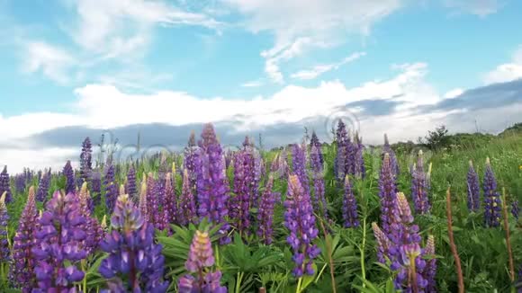 雨滴露在树叶上的羽扇豆田雨后的紫色花朵在太阳的天空背景上大自然视频的预览图