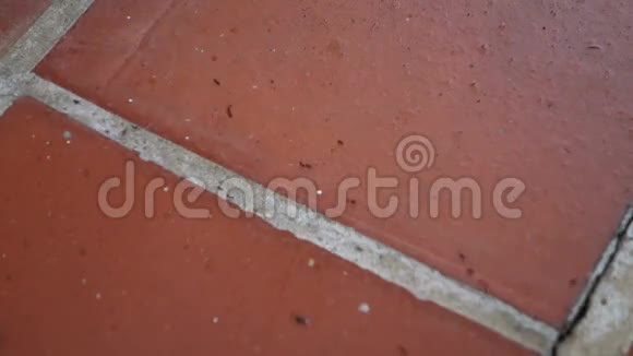 红色粘土瓷砖上的活性蚂蚁视频的预览图