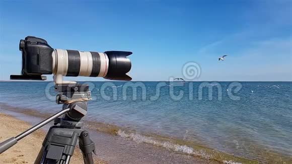 镜头慢镜头拍摄海鸥在海边拍摄野生动物的过程视频的预览图