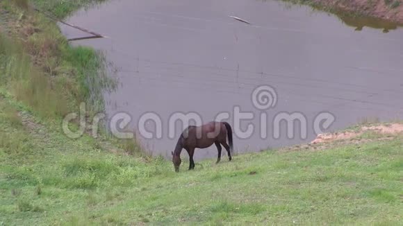 一匹马在一座小水坝旁放牧视频的预览图