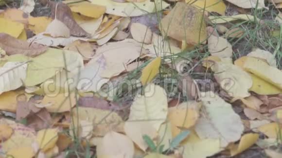 秋叶的背景在地球上的一个公园里秋叶是黄色的绿色的视频的预览图