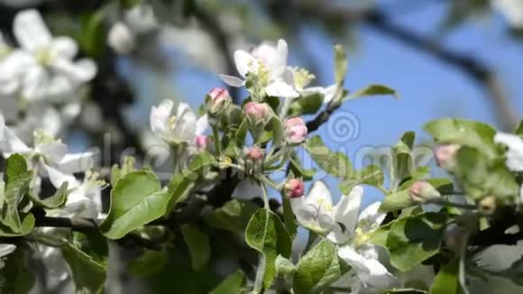 阳光明媚的一天苹果树开花了视频的预览图