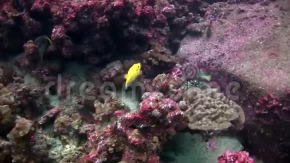 明亮的黄色鱼盒河豚在加拉帕戈斯水下视频的预览图
