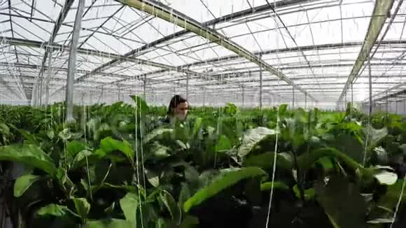 温室工人检查植物4K视频的预览图