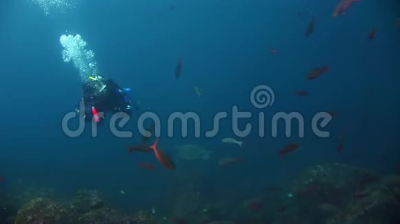 加拉帕戈斯群岛绿松石泻湖水下潜水员附近的海龟视频的预览图
