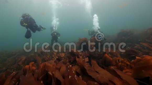 一群潜水员在巴伦支海海底的海藻中游泳视频的预览图